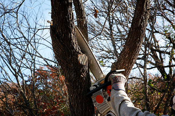 How Our Tree Care Process Works  in  Sherwood, OH